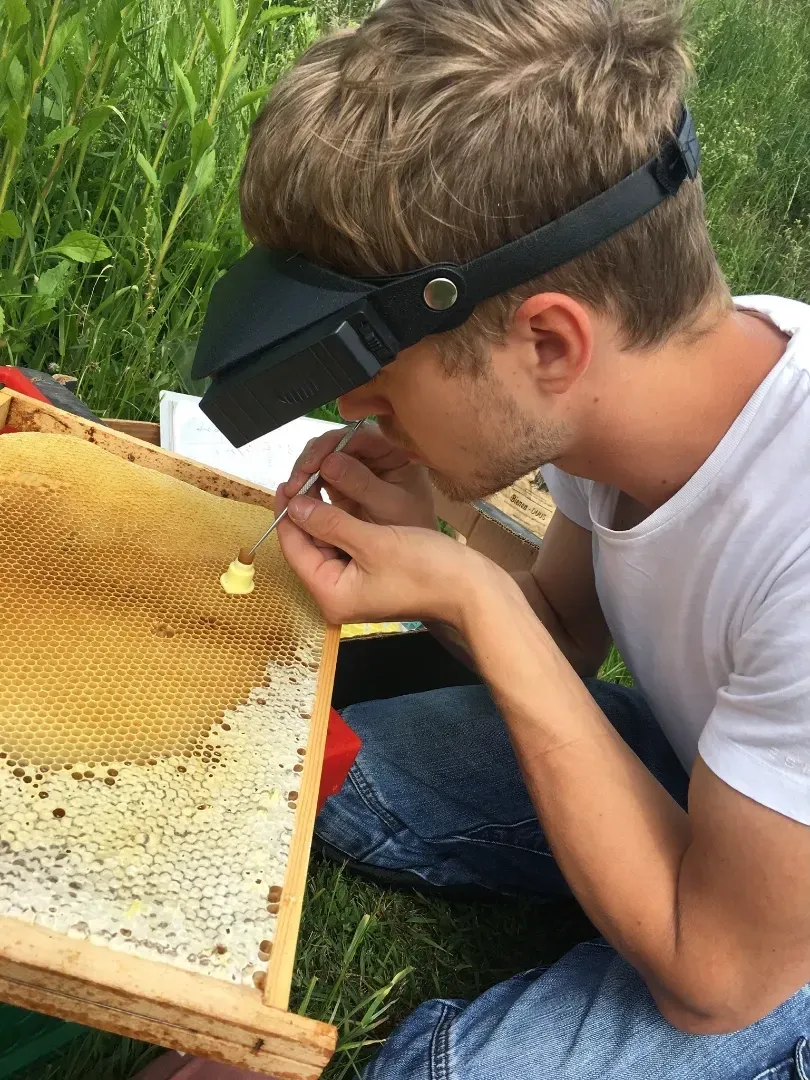 Matthias beim Umlarven für die Königinnenvermehrung