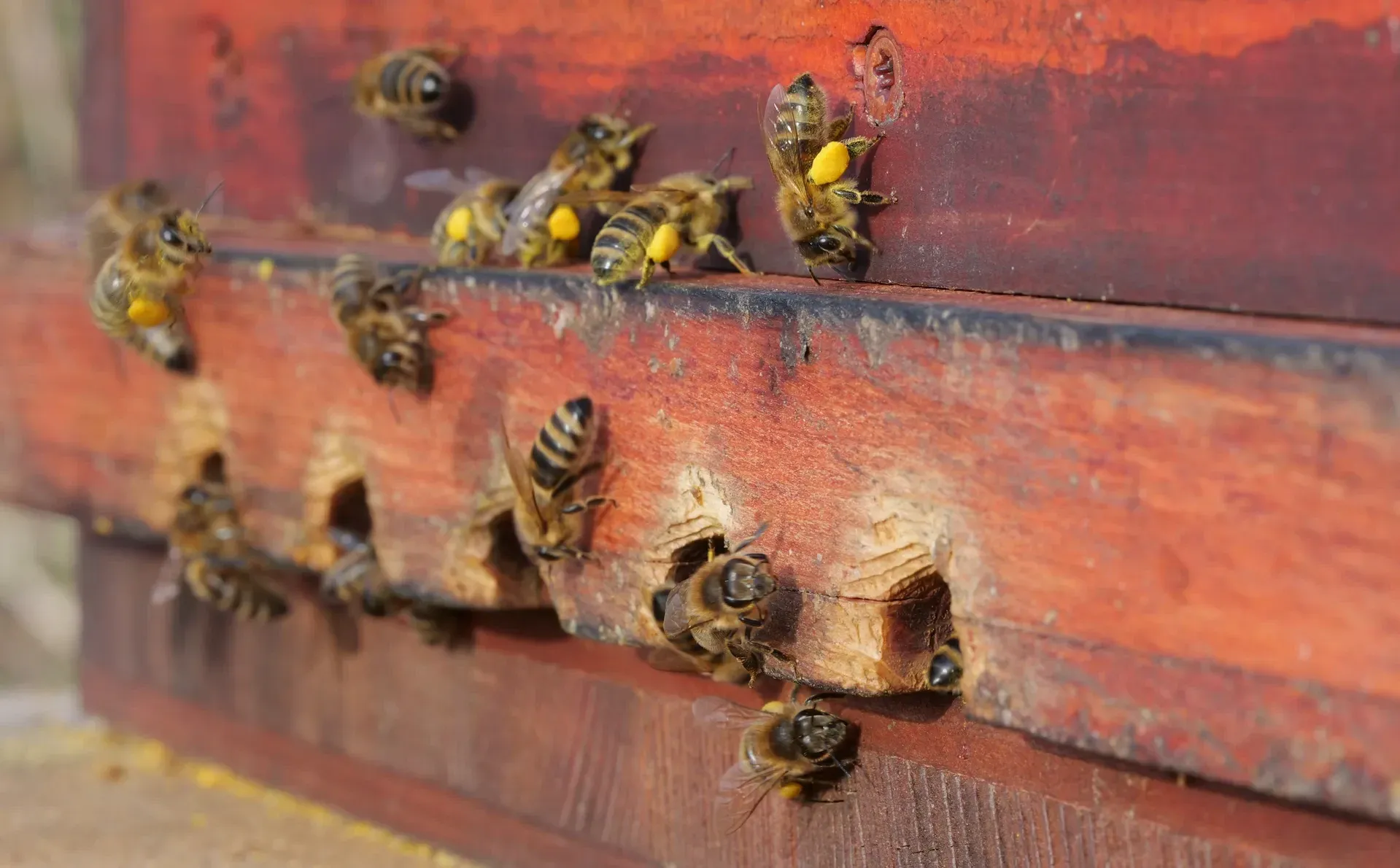 Bees with pollen baskets at the hive entrance