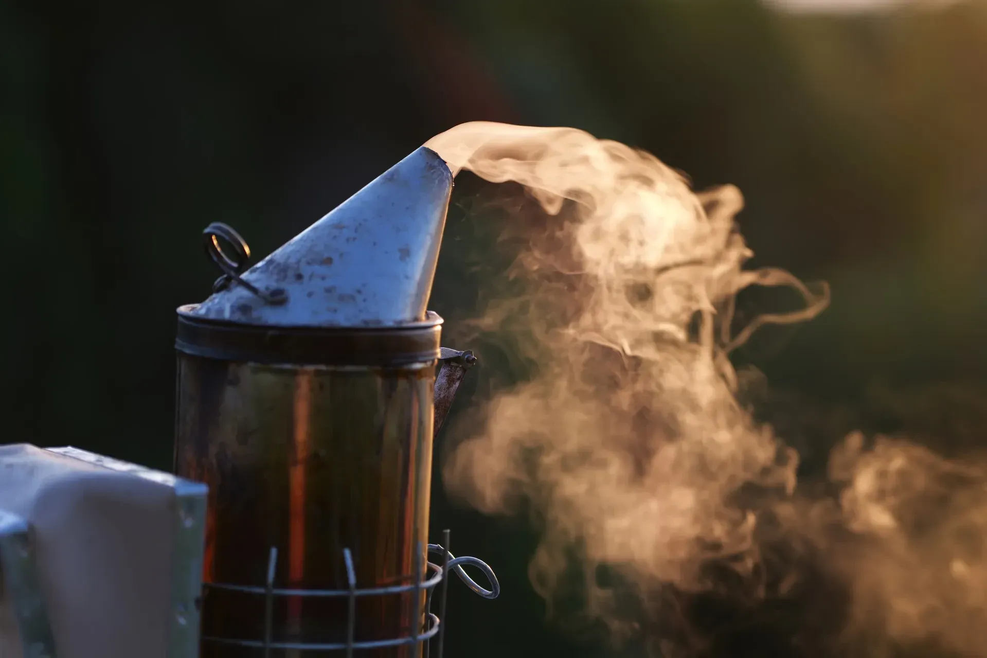 The smoker helps us at the apiary