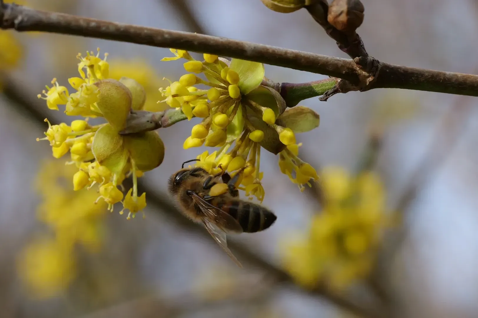 Honeybee on a Cornelian cherry blossom