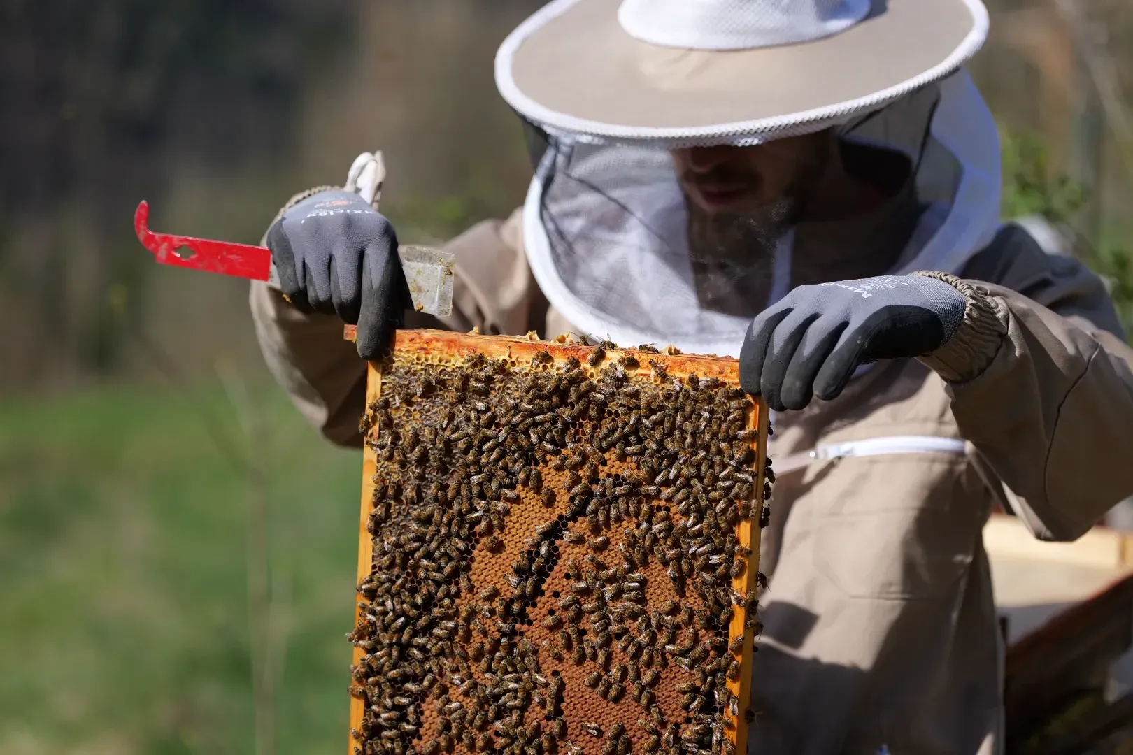 Matthias inspecting our bee colonies