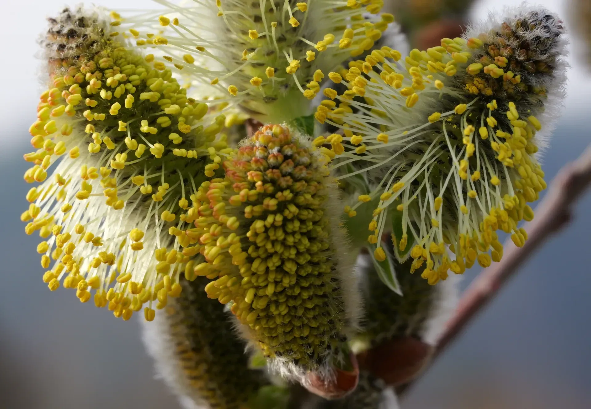 Nahaufnahme von Weidenblüten