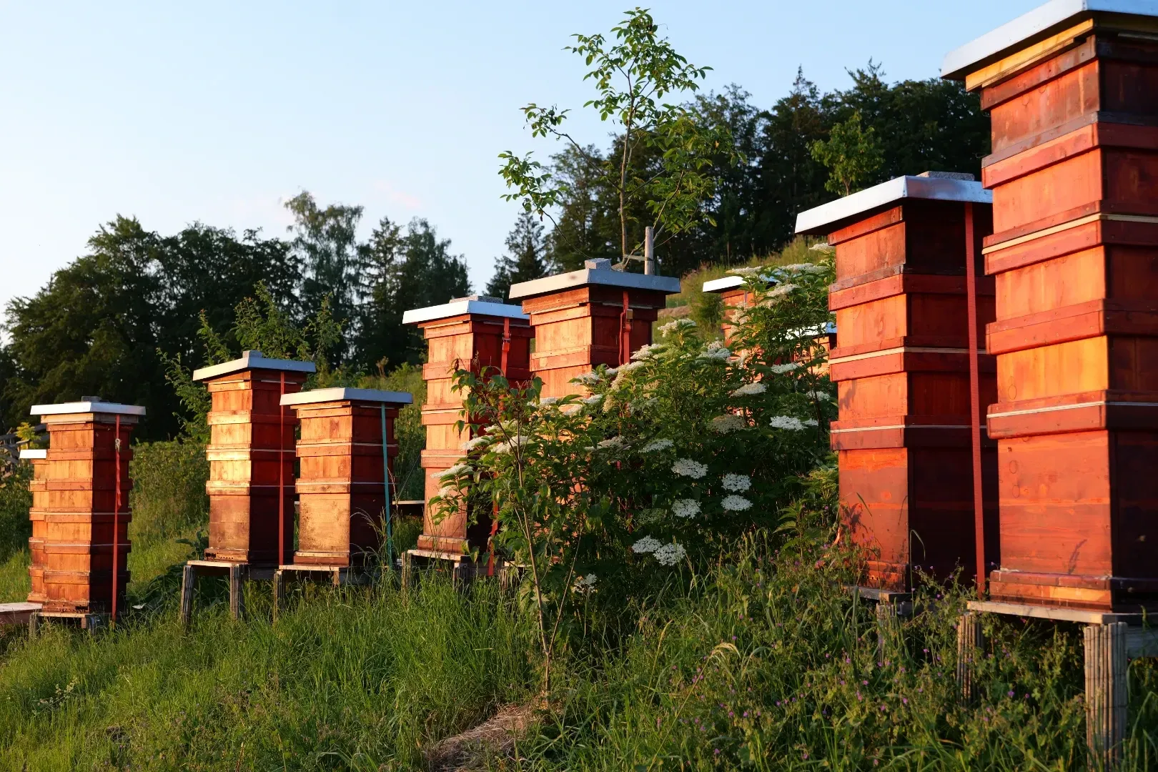 Unsere vulkanroten Bienenbehausungen in der Abendsonne