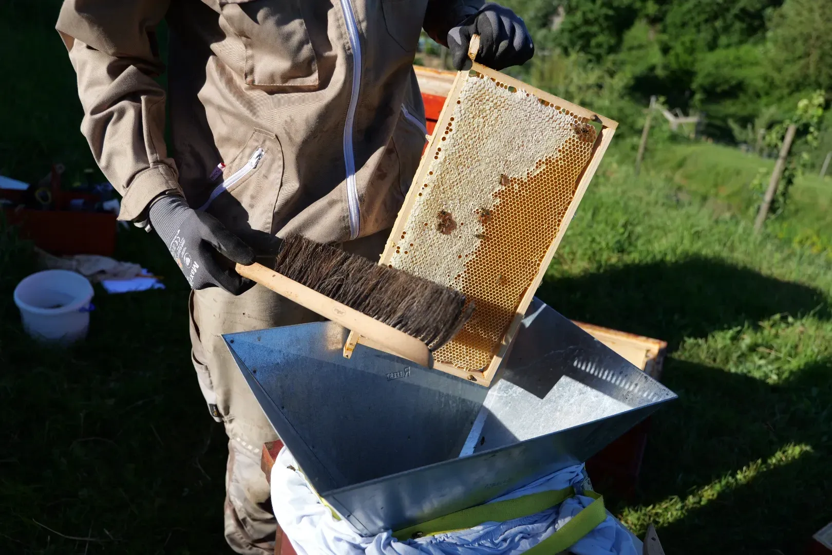 Bienen werden bei der Ernte vorsichtig von den Honigrähmchen gekehrt