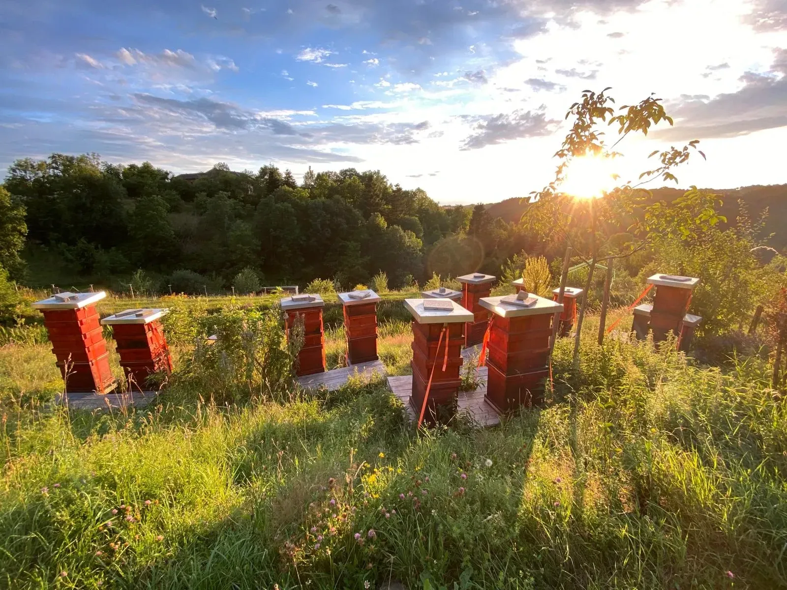 Our apiary at sunset