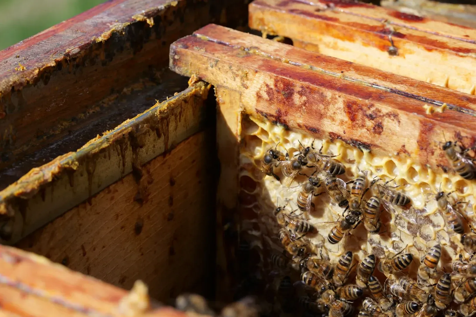 A look into our bees' brood chamber