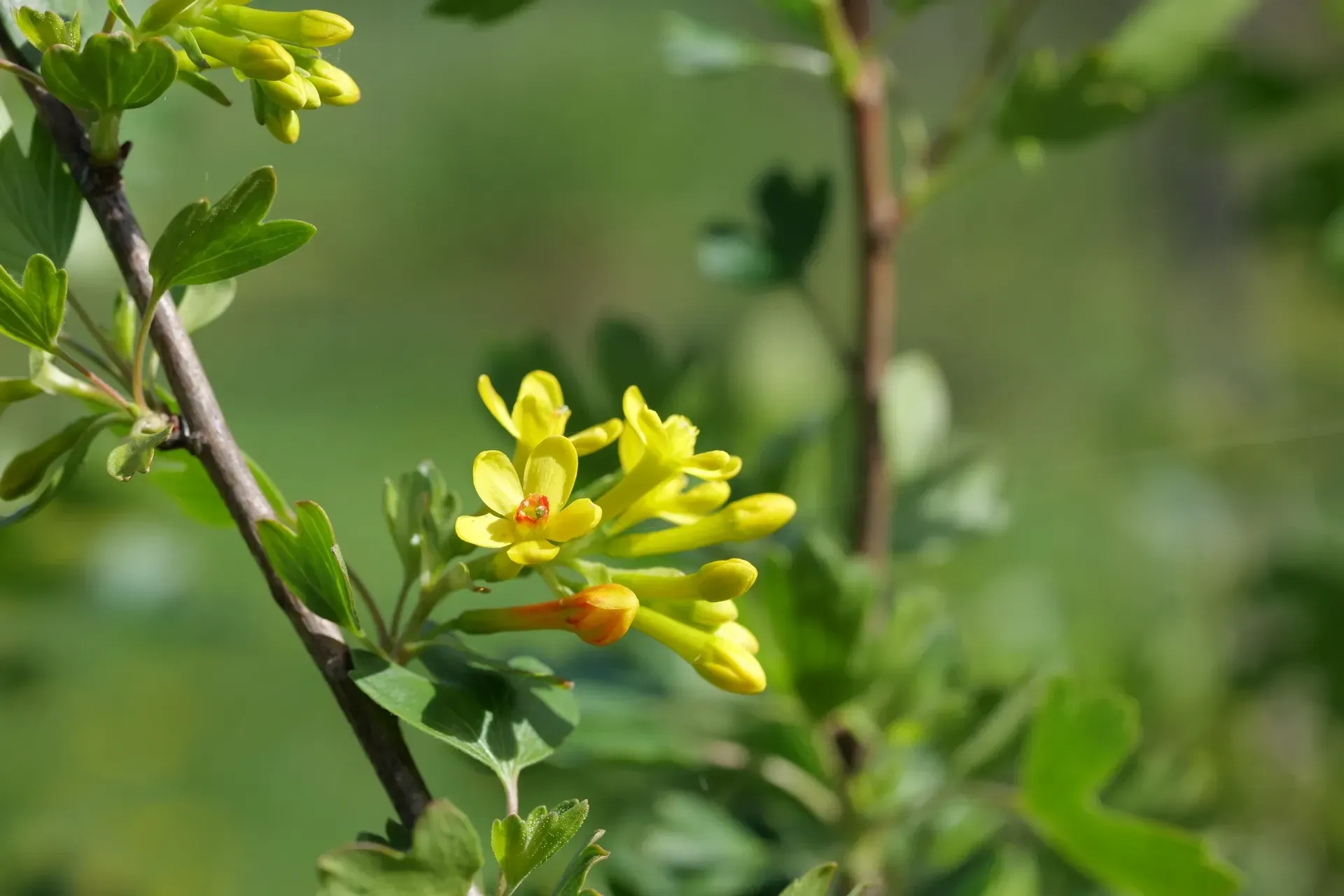 Gelbe Blüten der Goldjohannisbeere