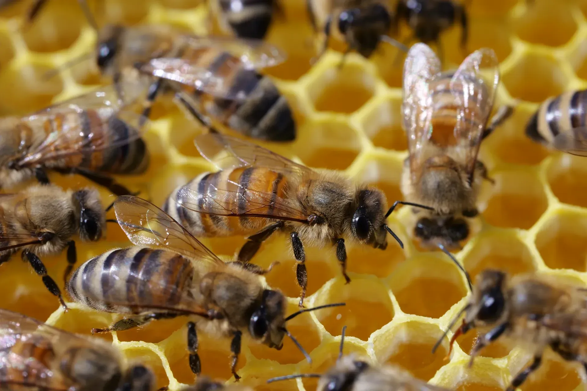 Close-up of bees on the honeycomb
