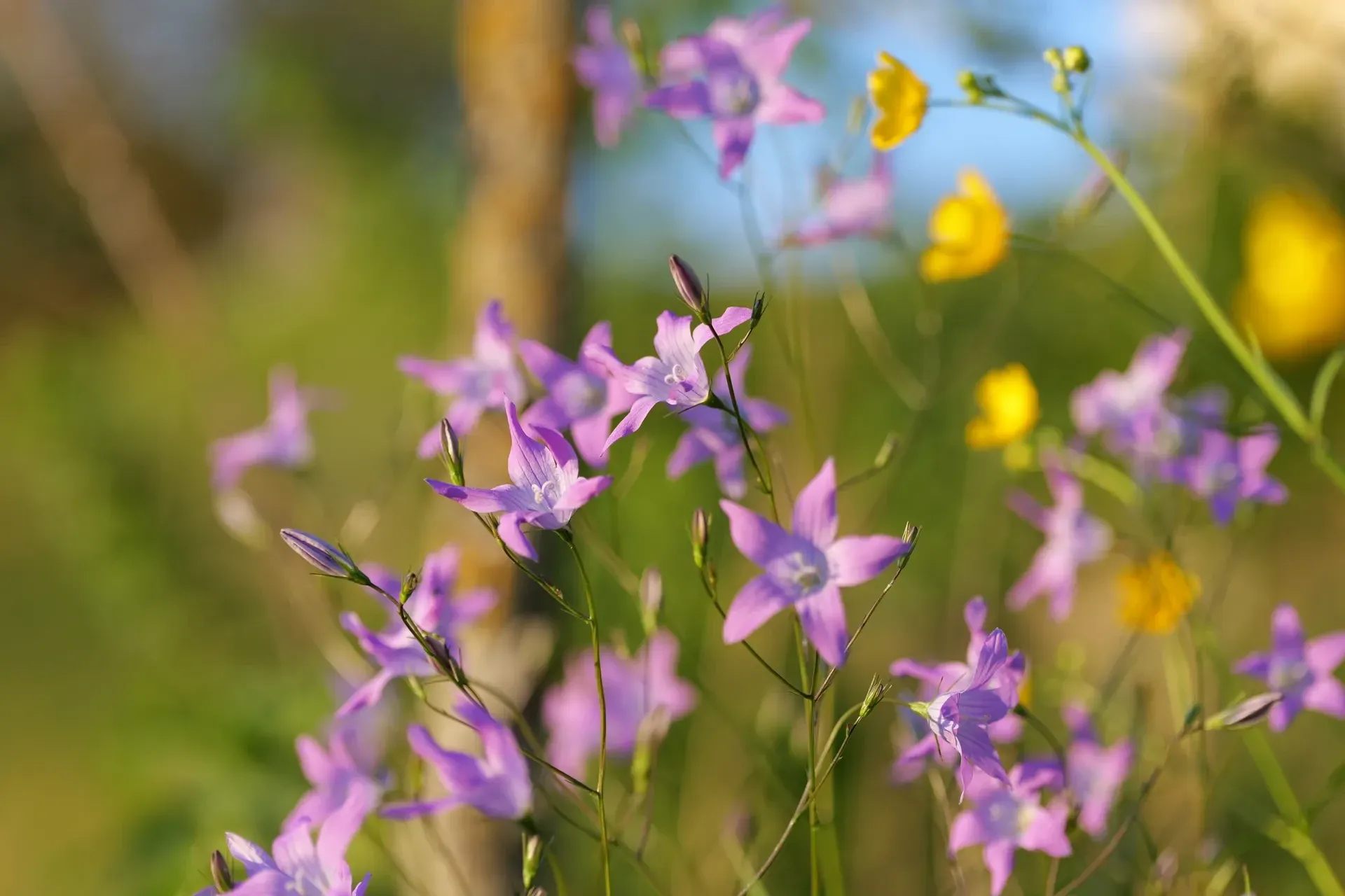 Violette Wiesenglockenblumen in der Abendsonne