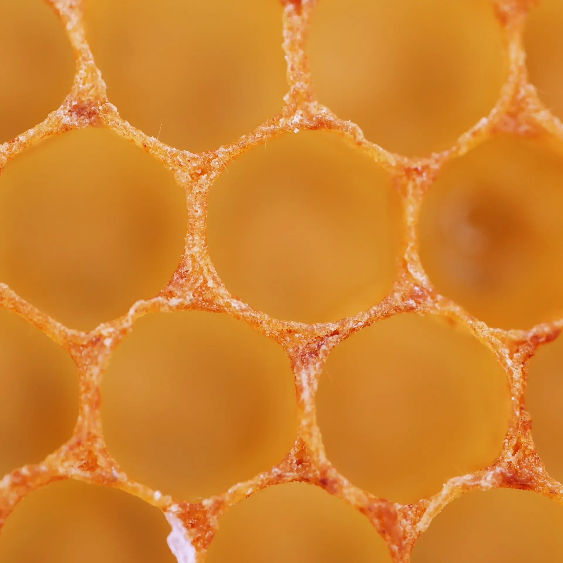 Nahaufnahme von Propolis auf einer Brutwabe