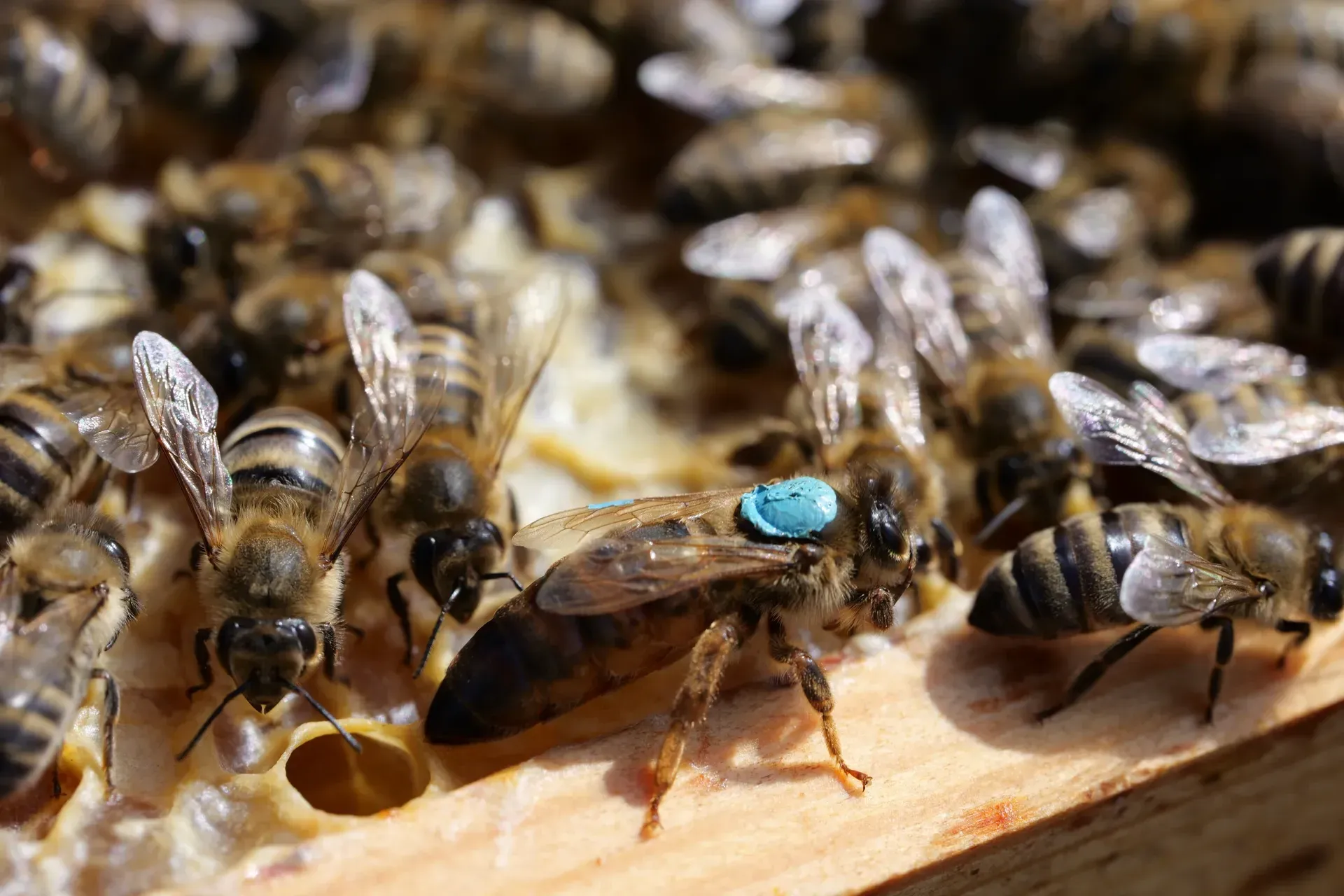 Bienenkönigin und ihr Hofstaat
