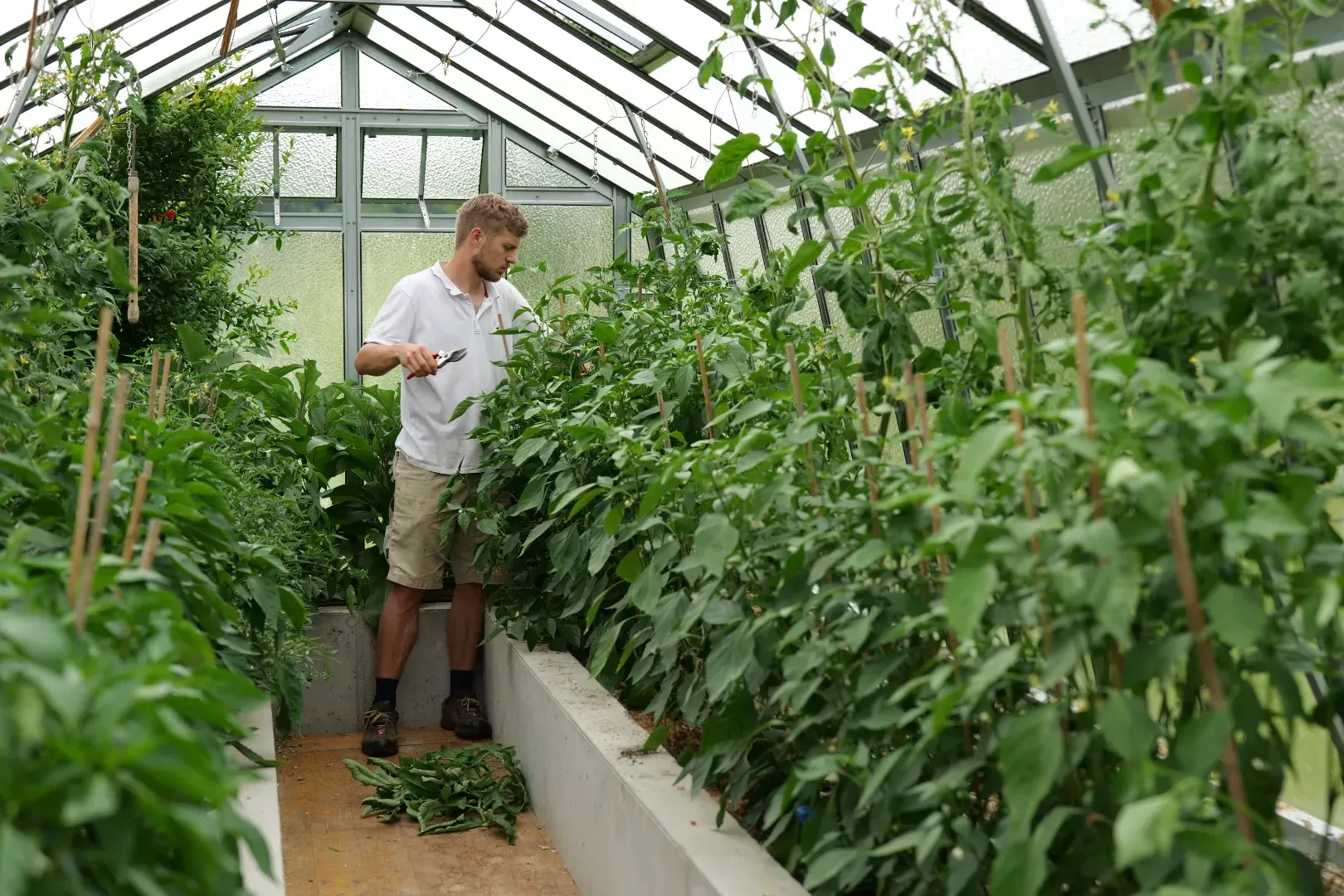 Matthias working in the greenhouse