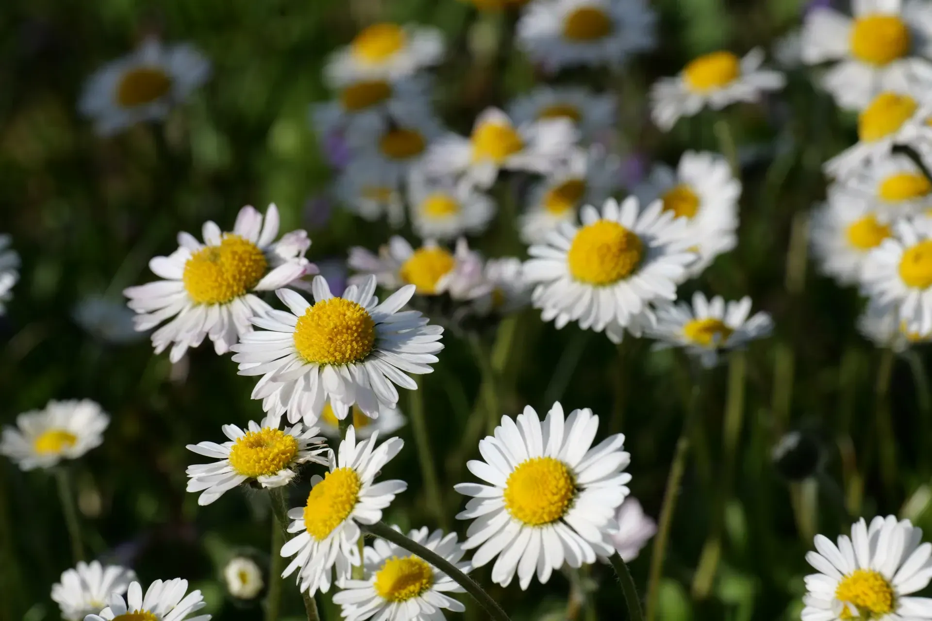 Close-up of daisies